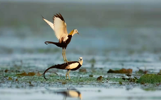 1745909120251030268.png 图片2.png