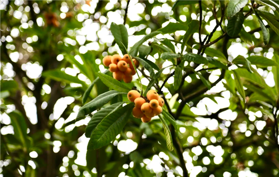 1749447077330045941.png 图片5_副本.png