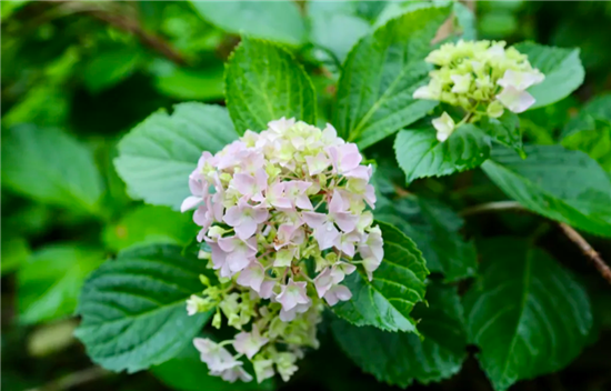 1749447109893018029.png 图片6_副本.png