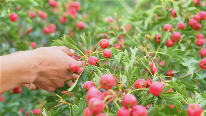 1758616934541083112.jpg 23-TA-3_副本.jpg