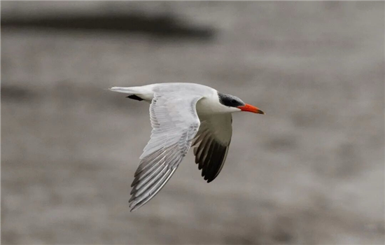 1763340316298019575.png 微信图片_20251117083749_1289_19_副本.png