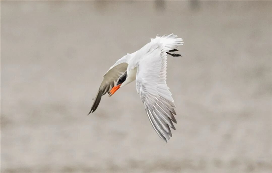 1763340413900084869.png 微信图片_20251117083748_1288_19_副本1.png