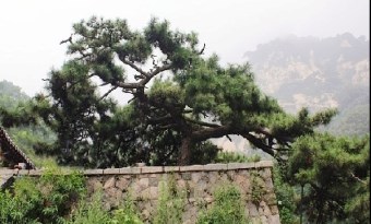Wudafu Pine