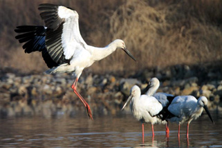 Dalian to host birding festival in October
