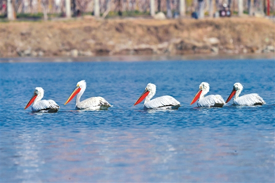 Pelicans take a perch at Nanhai Wetlands