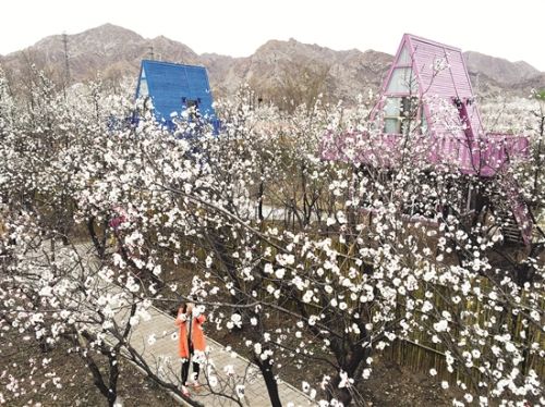 Apricot blossoms boost tourism in Baotou