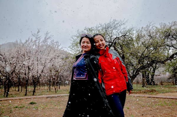 Hohhot snowfall showers blooming apricots