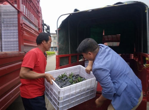 Yizhou looks to grow peppers