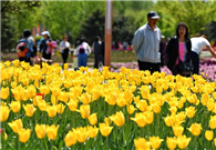 Tulips invigorate Changchun