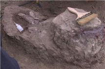 Skeletal crocodile fossils discovered in Jilin