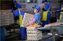 Hanwei Group builds another modernized chicken farm