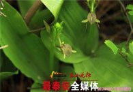 Five wild orchid species found on Mount Tai
