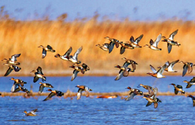 2017 Tianjin Binhai Bird Watching Festival focuses on wetlands conservation