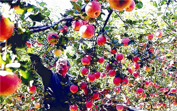 Apples brings people sweet life in Sanmenxia