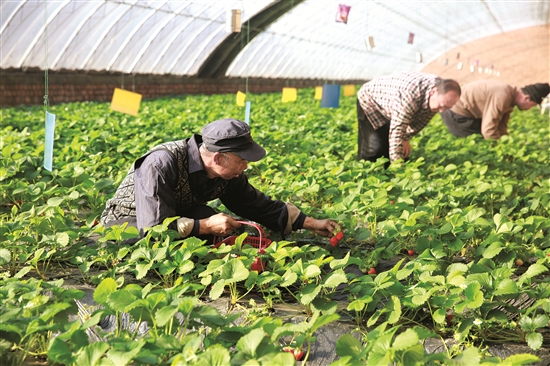 Strawberries harvested in Baotou