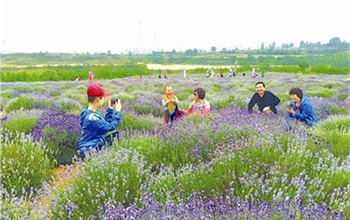 Lavender in Sanmenxia proves popular among visitors