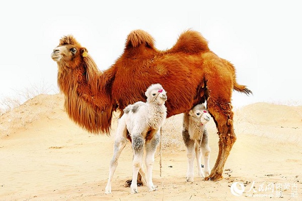Red camel delivers white baby twins