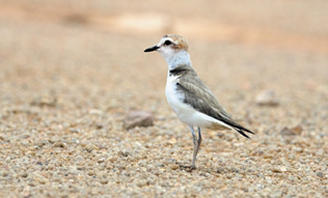 White-faced birds decide Zhuhai is good place to be