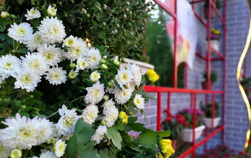 Chrysanthemums help lighten up Hohhot summer