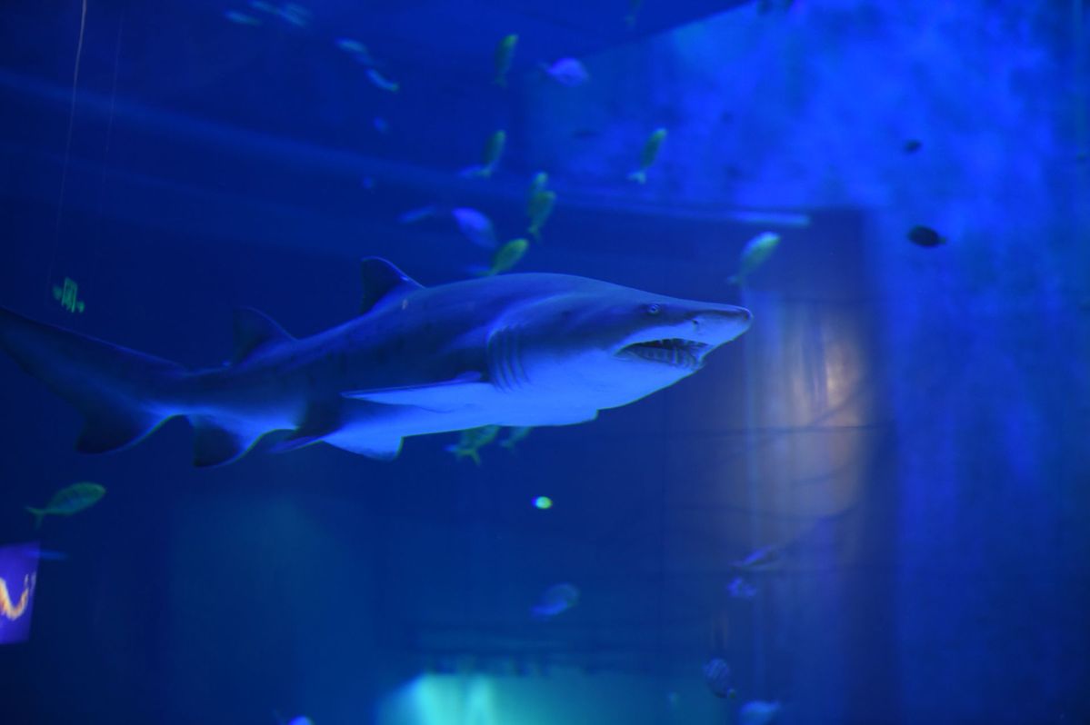 Two sand tiger sharks arrive in Baotou 