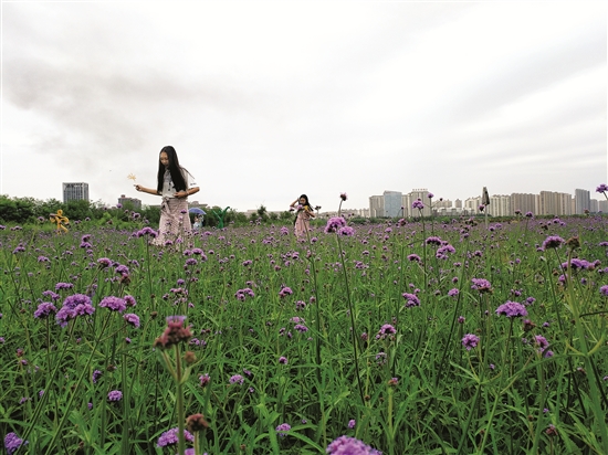 Urban grassland gains popularity in Baotou
