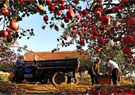 How Yantai's apples took a big slice of Chinese market