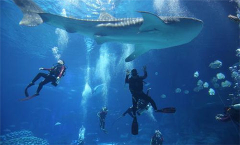 Ocean Kingdom grants divers close encounters 