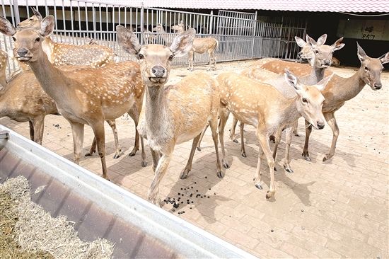 Deer park under construction in Baotou