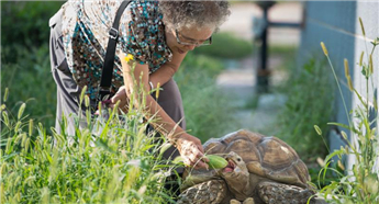 Grandmother sees giant tortoise as the perfect pet