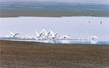White swans return to Sanmenxia for winter