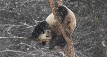 Giant panda enjoys first snowfall in Northeast China