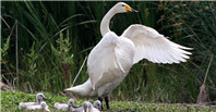 Sanmenxia steps up swan protection by issuing regulations