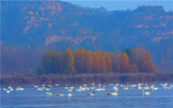 Visitors flocking to Sanmenxia for swans