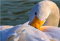 Swans inspire second intl photo festival in Sanmenxia