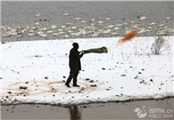 Swan caretaker at Sanmenxia lake: the man behind the water angel