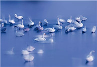 Seeking contributions for China (Sanmenxia) White Swan Wildlife International Photography Festival