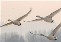 Swans flock to snow-covered Sanmenxia nature reserves