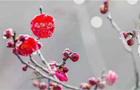 Red plums blossom at Yangzhou Slender West Lake