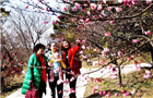Springtime plum blossoms beckon in Yangzhou