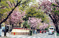 Stunning flowering Chinese crabapples dazzle Qingdao