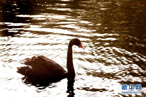 swan 2.jpg