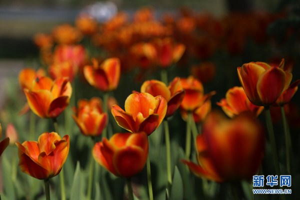 tulip2.jpg