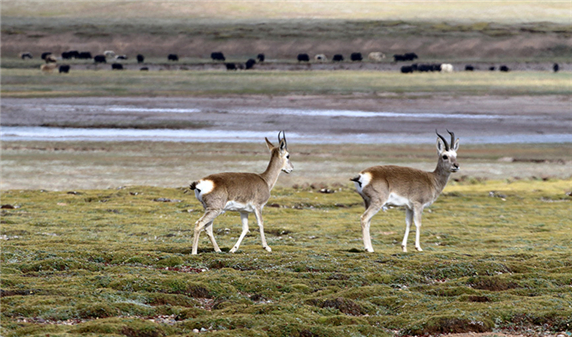 China issues white paper on ecological progress on Qinghai-Tibet Plateau