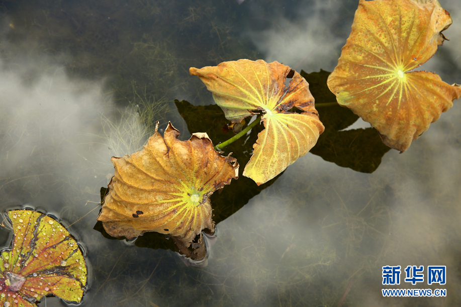 Lotus leaves wilt as autumn approaches