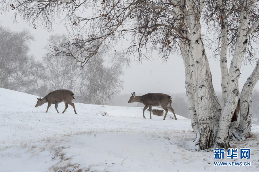 Roe deer wander on snow-covered grassland