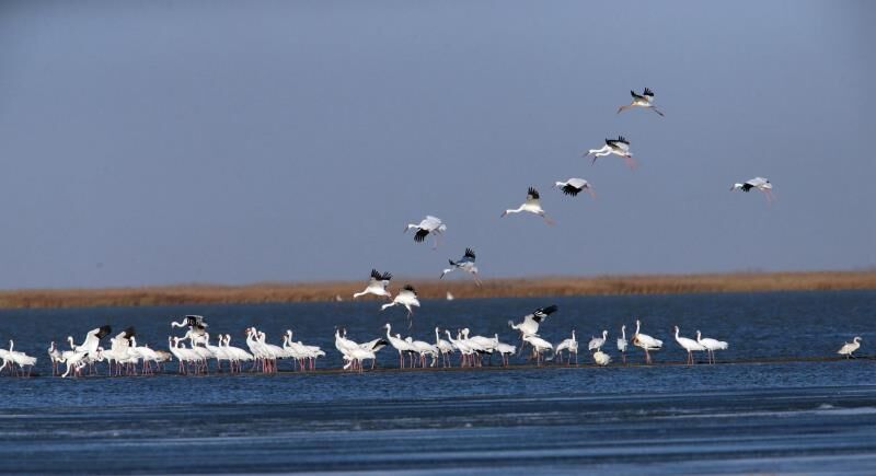 White cranes pay annual visit to Tumuji Nature Reserve