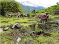 Zhanjiang helps Tibet grow tropical fruit