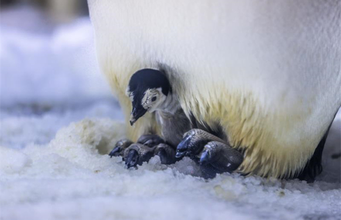 Newborn penguin taken care of by father