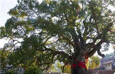 Ancient and famous trees in Wuchuan get ID cards