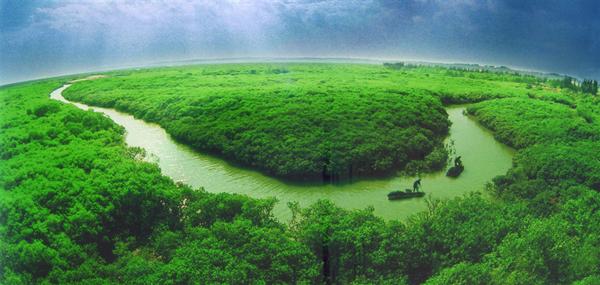 mangrove.bmp
